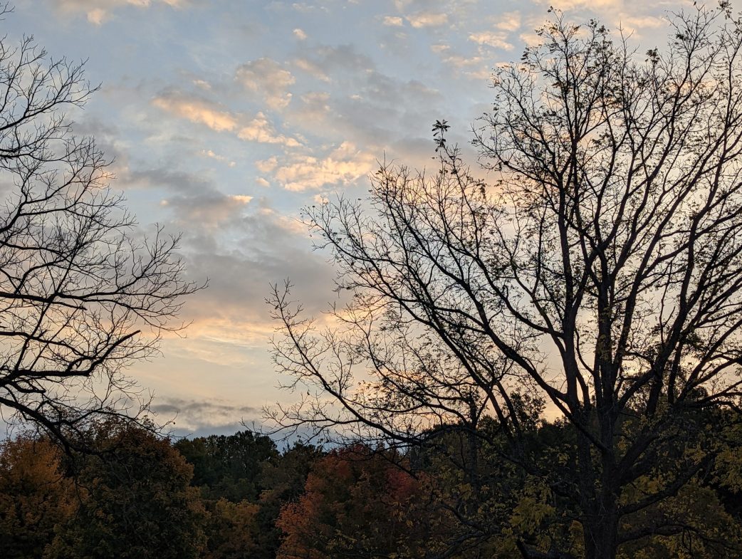 trees silloutted on a blue and pink sunrise sky